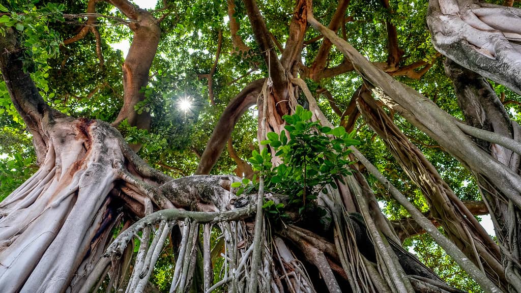 Hevea Brasiliensis Trees