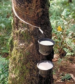 Rubber Tree Tapping