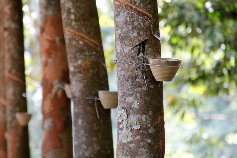 Natural Rubber Tree Tapping