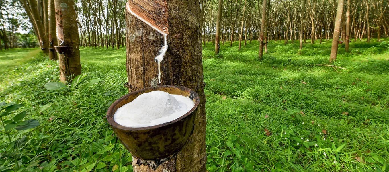 a tree being tapped for its rubber