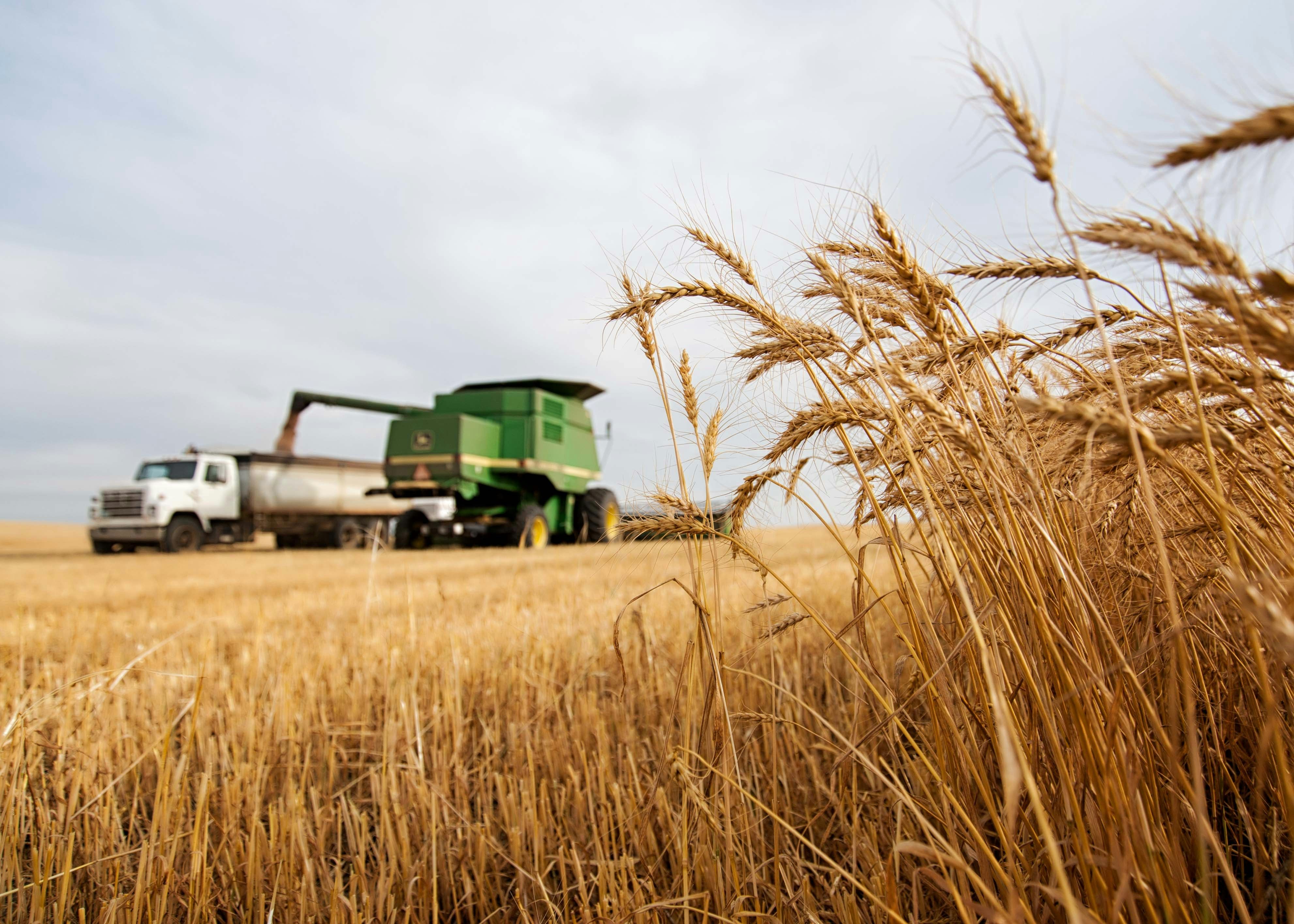 Field being harvested