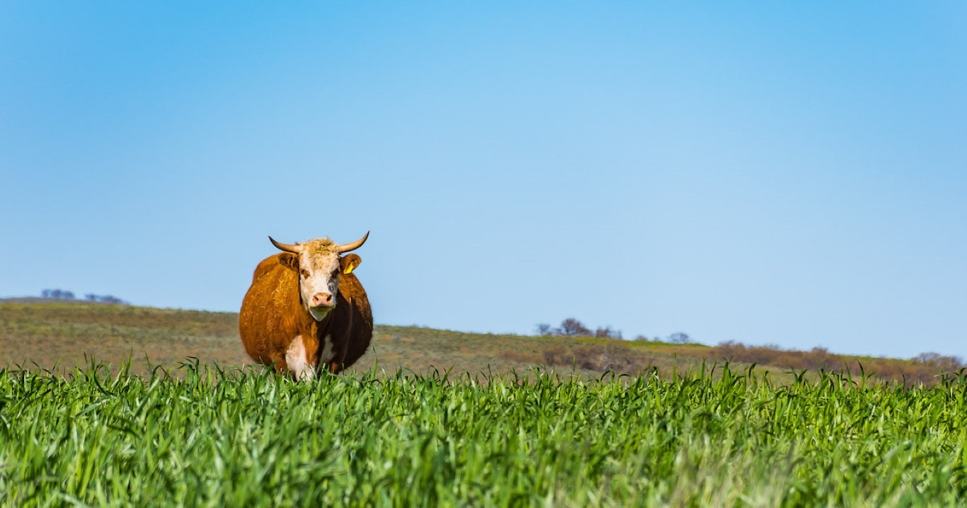 Cow in the field