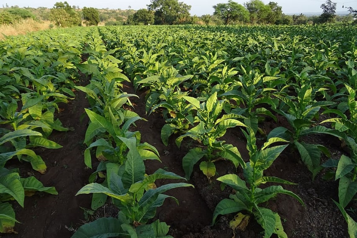 crops groing in a field