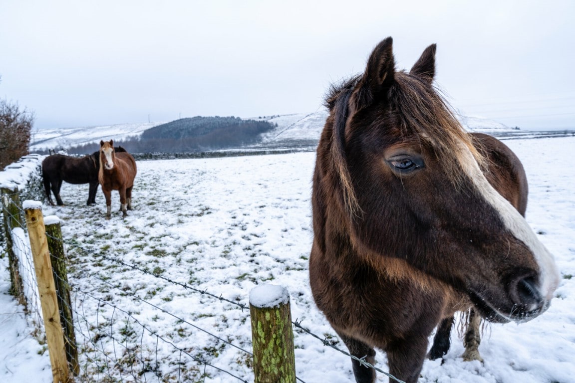 Horses